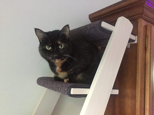 cat-ladder-cat-tree