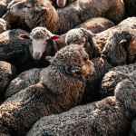 fluffy sheep standing close in enclosure