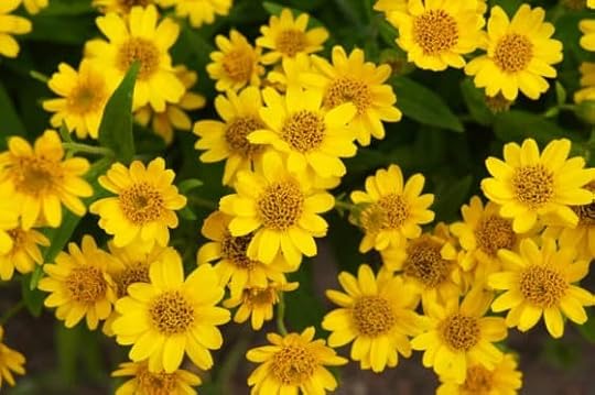natural muscle relaxer arnica