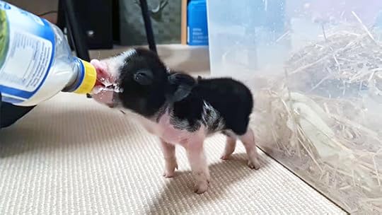 Bishiri the piglet