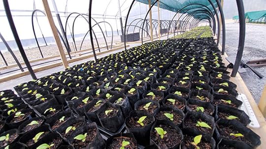 Hwangchil tree sprouts