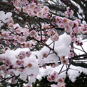 Plum blossoms at Kairakuen garden in the snow