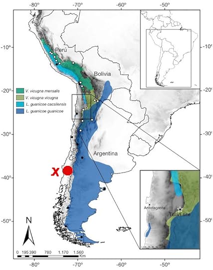 Distribuzione del guanaco e della vigogna (Da Diaz-Maroto et al., 2021). Ho segnaco con una X rossa la posizione dell'isola di Mocha, e con un cerchio rosso la distribuzione attuale degli Araucani