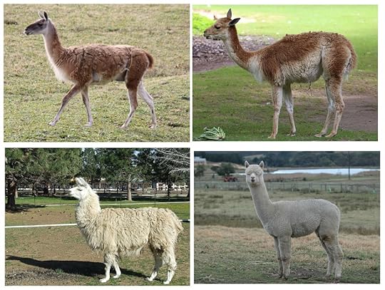 Guanaco, vigogna, lama e alpaca. Foto: licenze Creative Commons dei seguenti autori: Ltshears, Rufus46, Kim Foster, Notnoisy