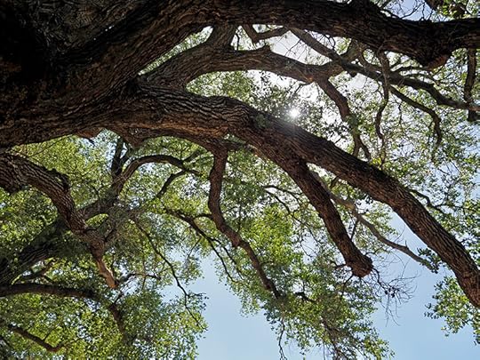 Photo of the sun shining through the branches of a tall live oak tree that grows near water in the Davis Mountains. Finds like this make exploring Fort Davis and its surrounding areas very enjoyable.