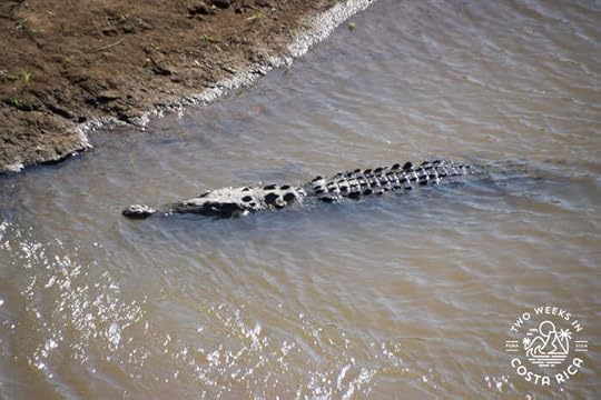 Crocodile under Tarcoles River Bridge