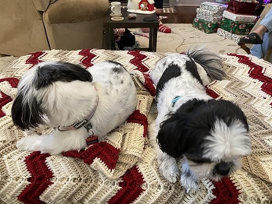 2 black-and-white Shih Tzus on a hand-crocheted blanket