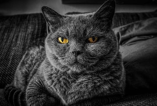 “Gray” vs. “Grey” cat