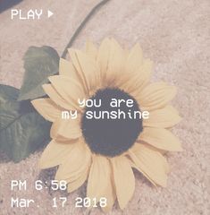 This contains an image of: 