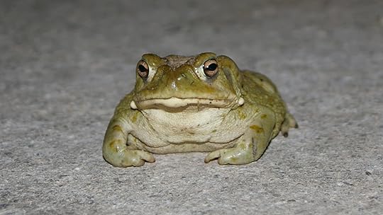 toad