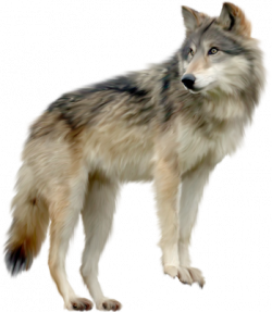 wolf-.png