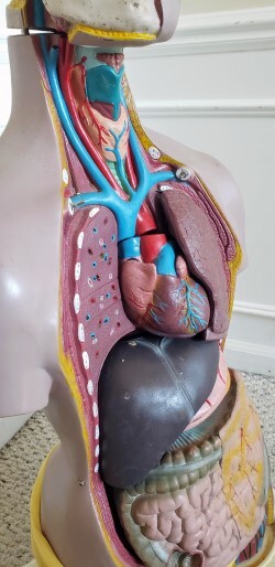 Freddy Anatomy Torso