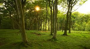 Forest clearing | A quiet clearing in a forest with the late… | Flickr