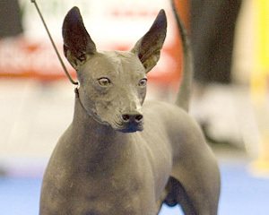 xolodogs