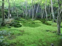 small japanese forest clearing by ishtarbunnix on DeviantArt