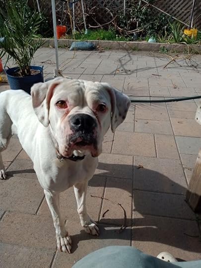face of white boxer standing on stone patiostory title a big mistake and more heartbreak