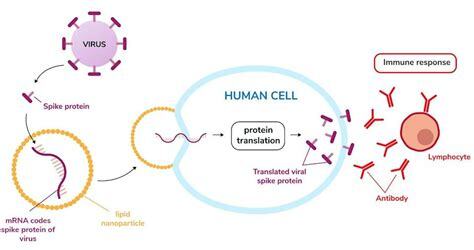 What is mRNA? The messenger molecule that's been in every ...
