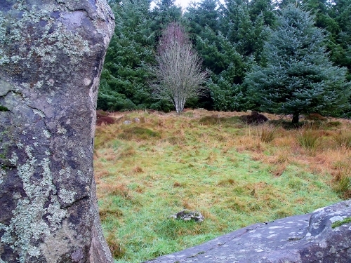 Loudon Wood by Drinnie's Wood