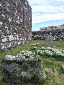snowdrops