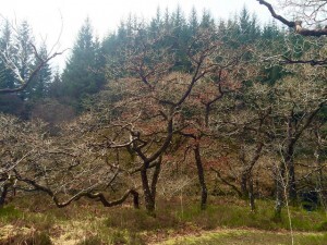 Strone Hill