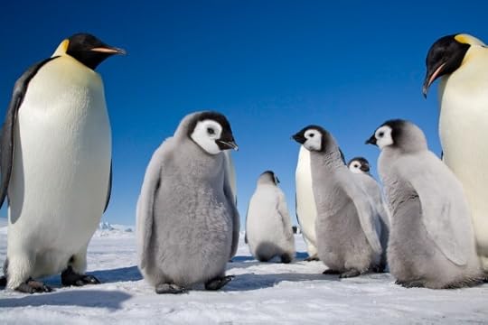 Two emperor penguin parents watch three penguin chicks under a deep blue sky.