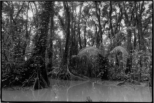 Claudia Gordillo, Rainforest in Río Grande de Matagalpa, 1987