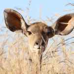 deer behind grass