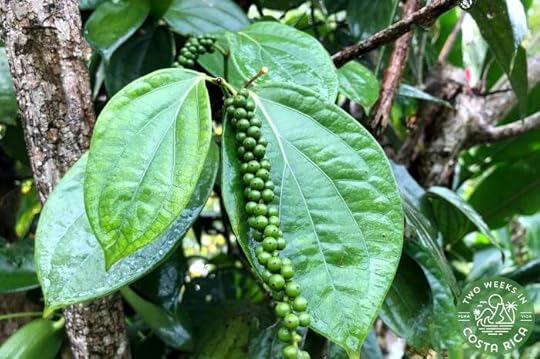 Peppercorns growing at Villa Vanilla Rainforest Spices