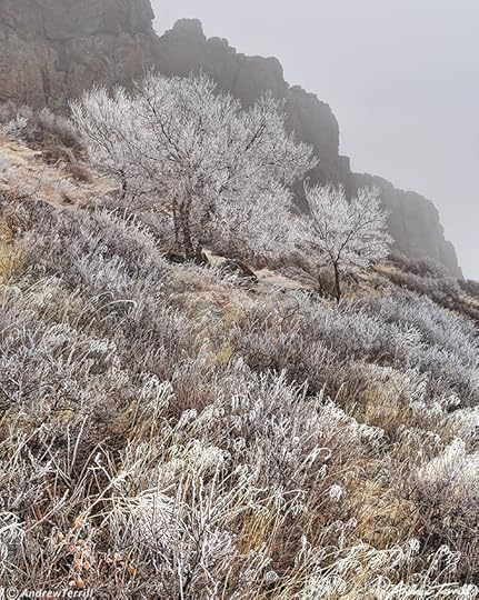 frosted grass trees and crag