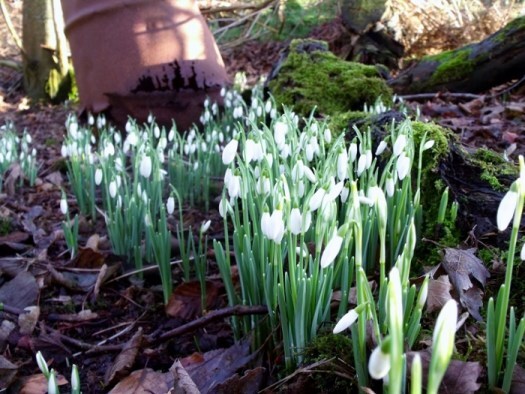 snowdrops on Candlemas