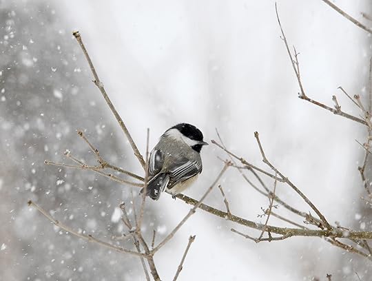chickadee