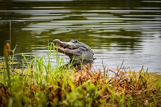 Alligator on the bank of the river in the Barataria Preserve in New Orleans. Barataria Preserve is free to access.