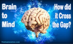 From brain to mind. How did the brain cross the gap to develop the mind's attitudes?