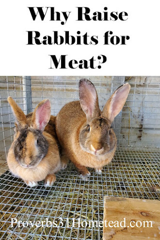 Why Raise Rabbits for Meat