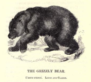 Martin the Grizzly Bear