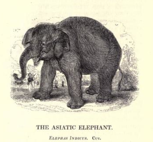 Asiatic elephant