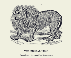Lion Menagerie