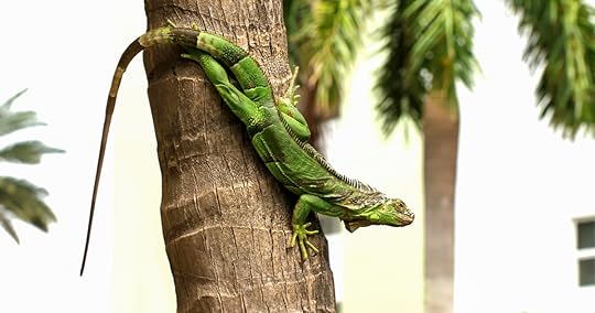 Iguana Tree
