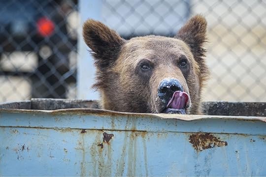 Improper trash disposal can drive wildlife into residential neighborhoods, creating unfortunate encounters for locals and wildlife alike