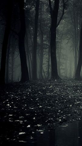 Dark Forest | Forest wallpaper, Dark phone wallpapers, Forest background