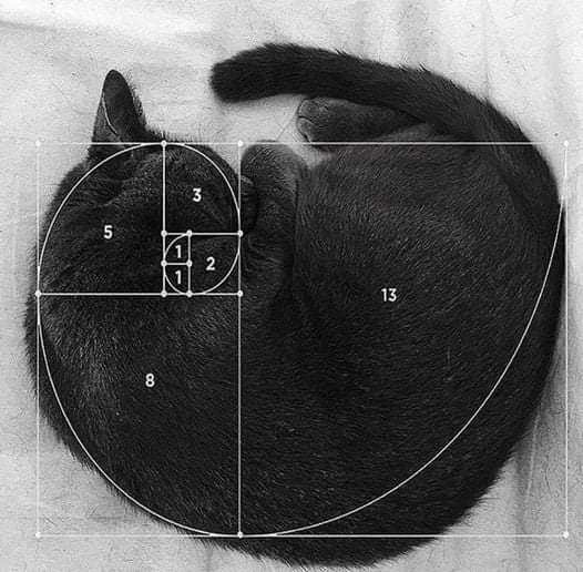 Fibonacci's cat