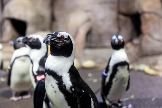 African penguins Myrtle Beach