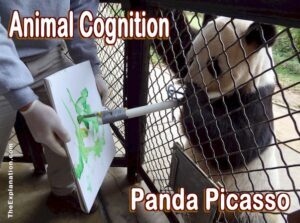 Animal cognition, animal mind. What does this Picasso Panda have to say?