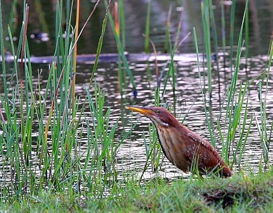 செங்குருகு