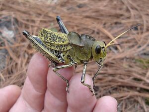 large-grasshopper-on-finger-tips