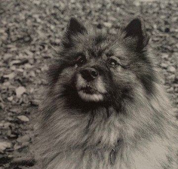 charles baxter's dog tasha