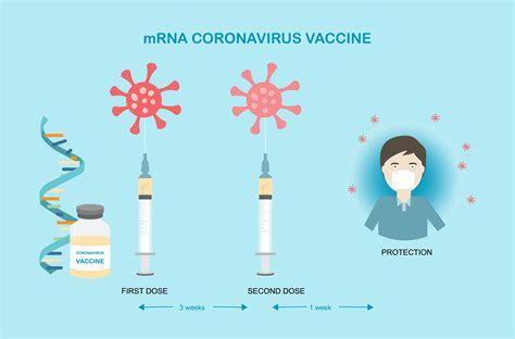 How mRNA vaccines from Pfizer and Moderna work, why they ...