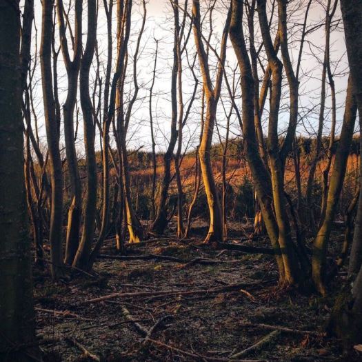 sunshine and frost in the woods