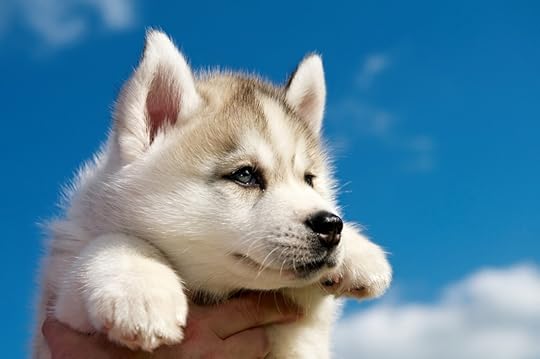 Closeup photo of a mostly white Siberian Husky puppy with blue eyes held up by a person against a blue sky with white clouds. Looking at life through a dog's eyes can help us begin seeing the world differently.