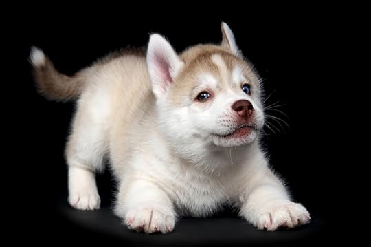 Photo of a mostly white and pale brown Siberian Husky puppy against a black background. The puppy has blue eyes and is down on the ground like it is inviting someone to play with it. Looking at life through a dog's eyes can help us begin seeing the world differently.